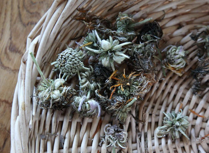 Calendula seeds drying. Photograph by Abby Meadow, from DIY: How to Save Seeds for Next Year.